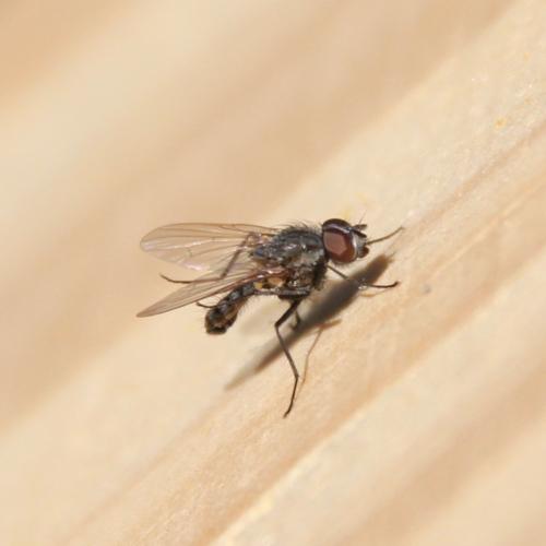 Réf. 226 275 : Delia sp.